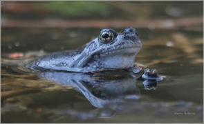 <p>SKOKAN HNĚDÝ (Rana temporaria) ---- /Common frofg - Grasfrosch/</p>